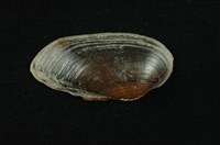 藏品(石蚌)的圖片